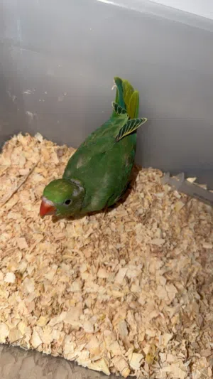 Babh Green ringneck