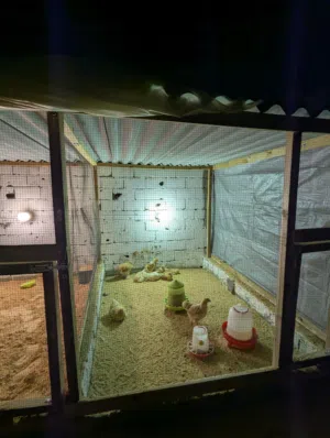 حضيرة للبيع/حضيرة فقط بدون دجاج