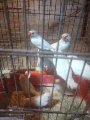 اناثى زيبرا