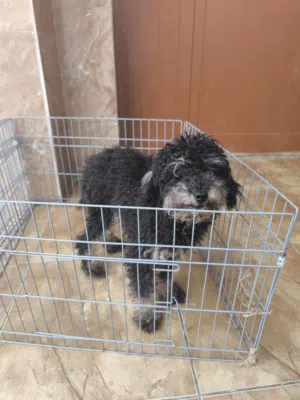 phantom poodle toy adult