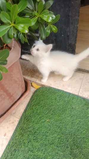 ‏مكس‏3
