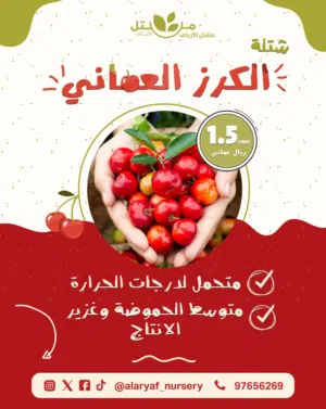 عرض على شتلات الكرز العماني الحامض من مشتل الارياف  كرز حامض متحمل للحرارة والجفاف وعزير الاثمار