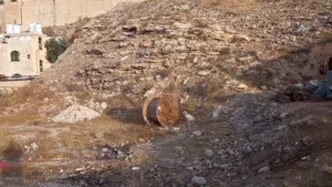 Residential Land for Rent in Amman Marka Al Shamaliya