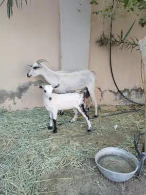 شاه صلاليه هيه و بنتها أسنان و ضرع صاحيات