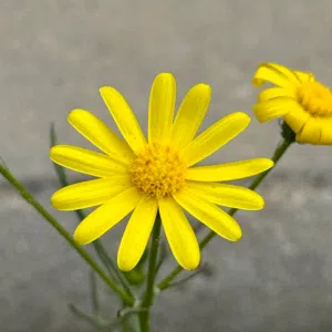 jolok 