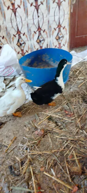بش عراقي للبيع