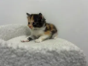 British Shorthair & Longhair Kittens