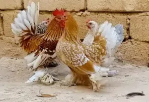 بسم الله ماشاء الله تبارك الله لا قوه الا بالله  زهري زهري مريندا برتقالي ليموني