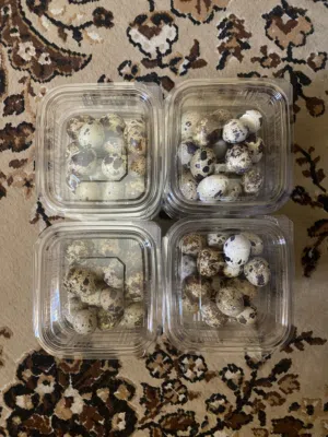 دحي سمان تجميع جديد