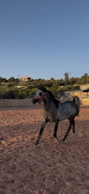 حصان عربي مسجل