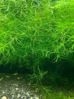 guppy grass available large quantity