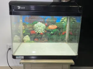 fish aquarium