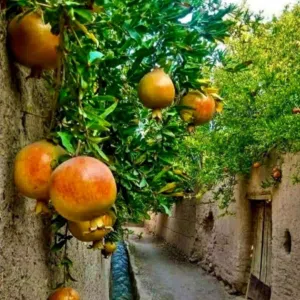 سبحان الله