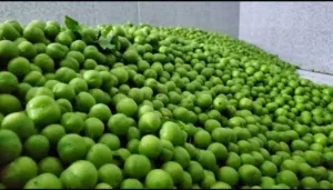 البرقوق Plum