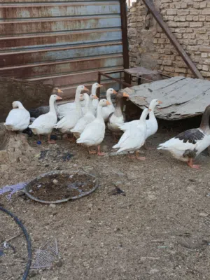 بط العدد عشر بطات