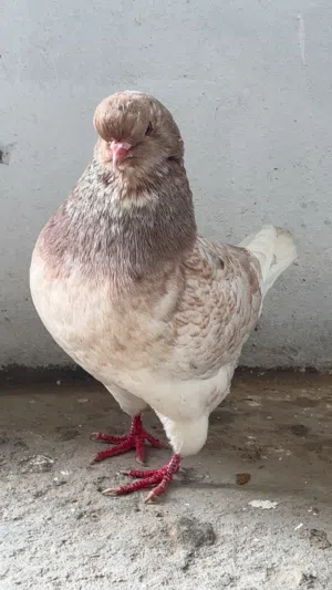 حمام زينه مبروص