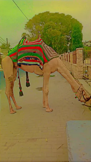 ‏جمال‏1