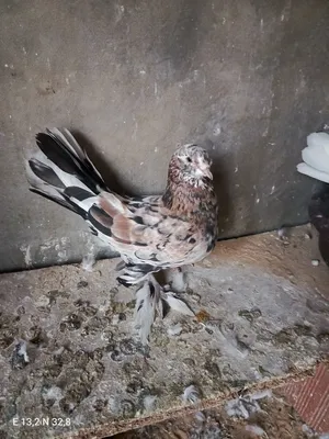 ‏حمام‏0