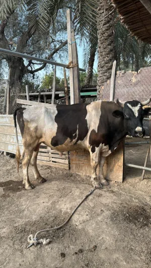 ثور خارجي عمر 4 سنوات