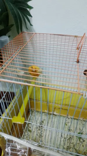 عصفور كناري ذكر للبيع