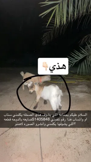 السلام عليكم