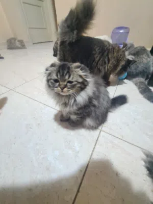 قطط سكوتش فولد وستريت . kittens scotish fold and straight