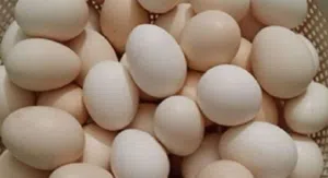 يتوفر بيض مخصب للفقاسات