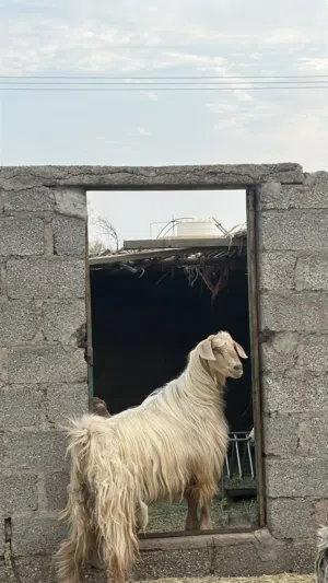 تيس مخصايي للبيع