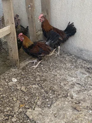 ديوجة كويتية للبيع