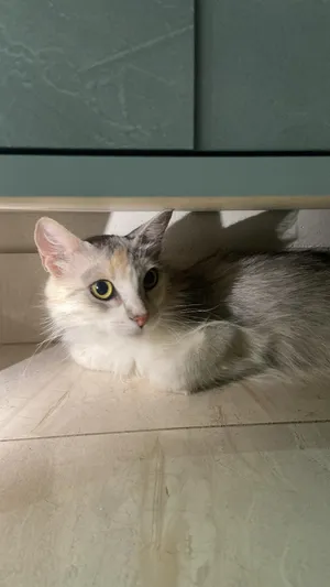 Persian4
