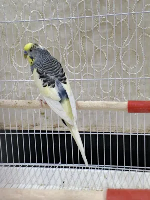 فحل شكري بصرصي سبعة وقطع صحه جيده جدا
