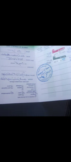 قطط كتنز للبيع بسعر مغري جداً