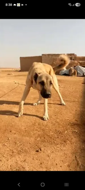 كلب كانجال اصيل عمر 11 شهر