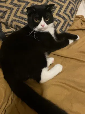 قطه سكوتش ستريت ( توكسيدو )