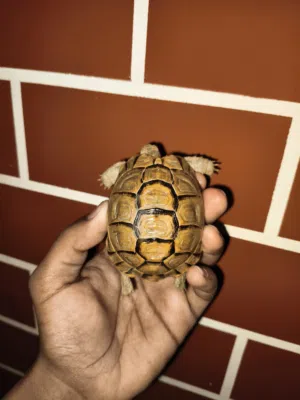 متاح سلاحف صحراوي