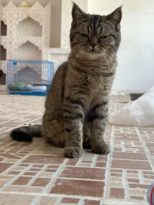 جوز قطط سكوتش استريت و فولد