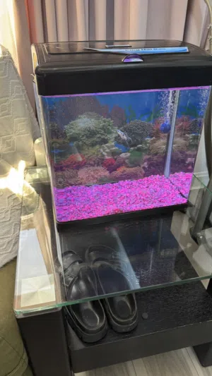 حوض سمك Aquarium