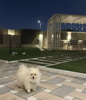 Premium Male Pomeranian Puppy