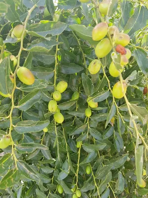 Trees - Plants1