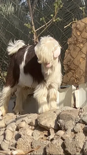 جدي رحبي اصل فاخر