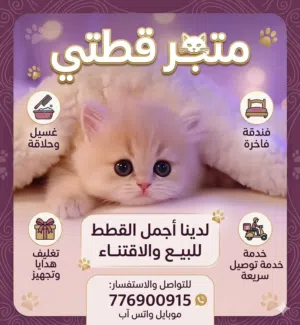 متوفر قطط صغيره وكبيره مع كل مستلزماتهم
