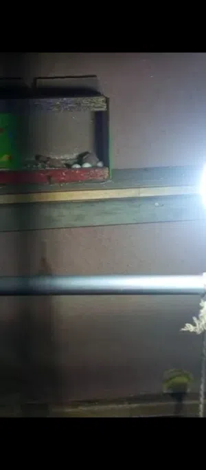 طيو الحب هلنديات البيع مزاويج وعدهم فروخ صقار