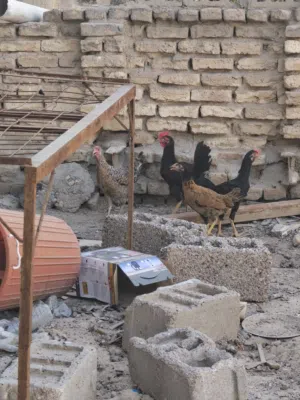 سلام عليكم البيع دجاج عرب العدد 4  وحده جبيره بياضه والباقي فروجات ثنين ديوجه وحده دجاجه العمر 5 أشه