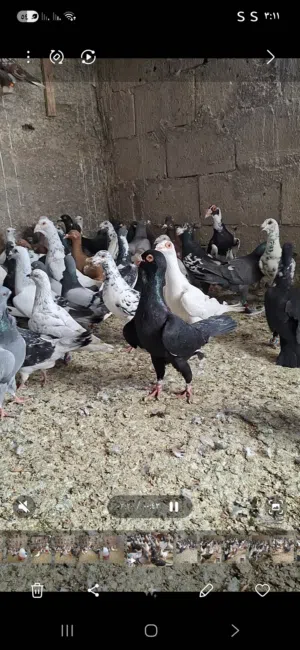 كوم حمام العدد 230 حبه بسعر مناسب الحبه ع 3 كوم كامل والقطع كل شي بسعرو