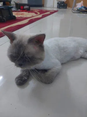 Himalayan cat available for adoption free with all its belongings... well-fed and clean