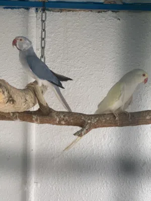 زوج دره مميز