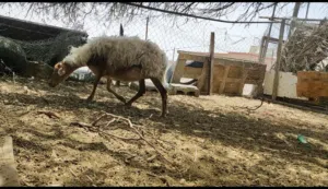 جاعدة عمانية مكرانية مال الجبل – أصيلة