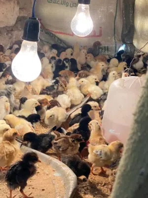 العمر 10ايام