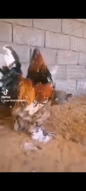 كوبية براهما ست دجاجات وثلاث فراريج