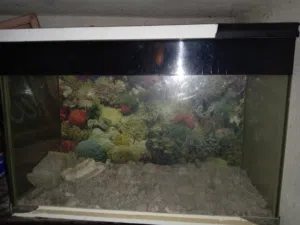 حوض سمك للبيع